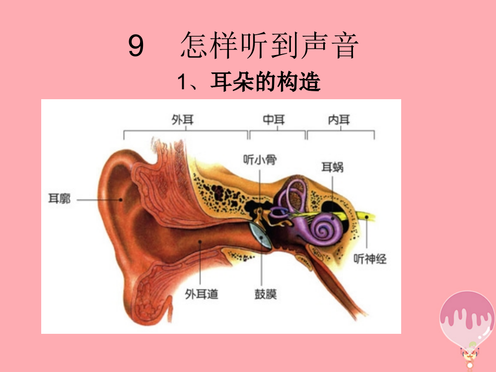 五年级科学上册