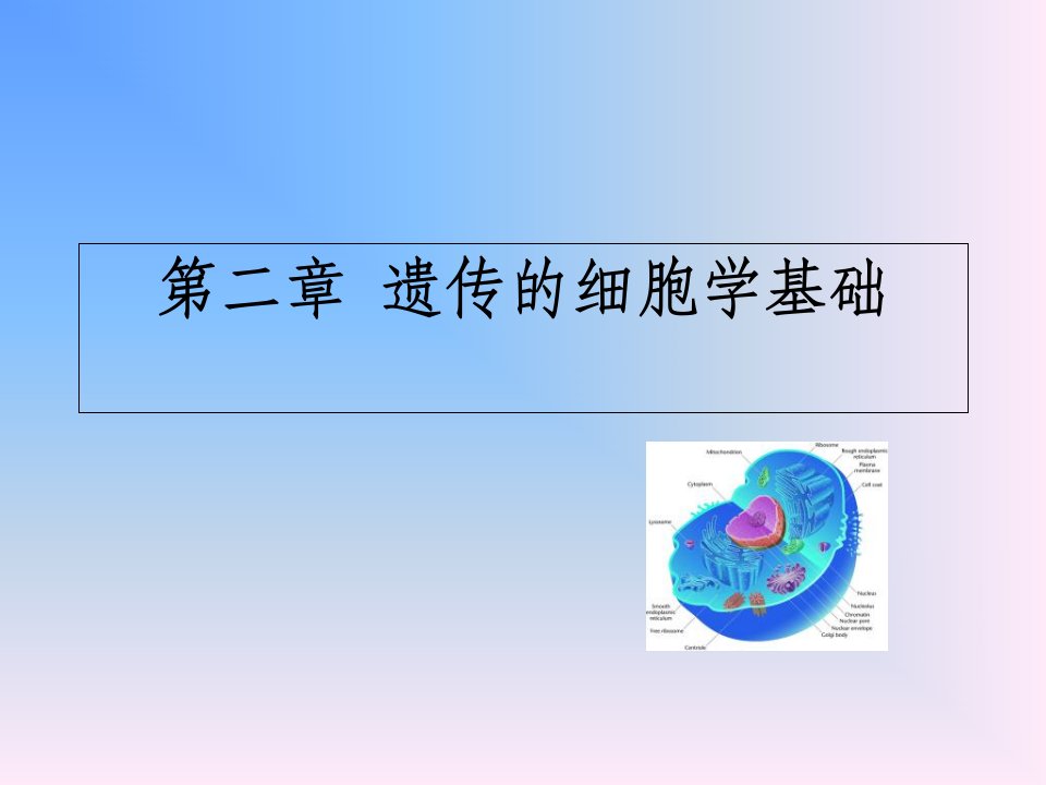 遗传学第二章遗传的细胞学基础