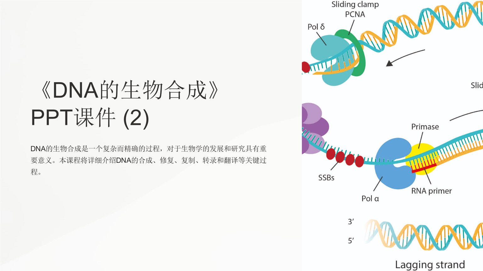 《DNA的生物合成》课件