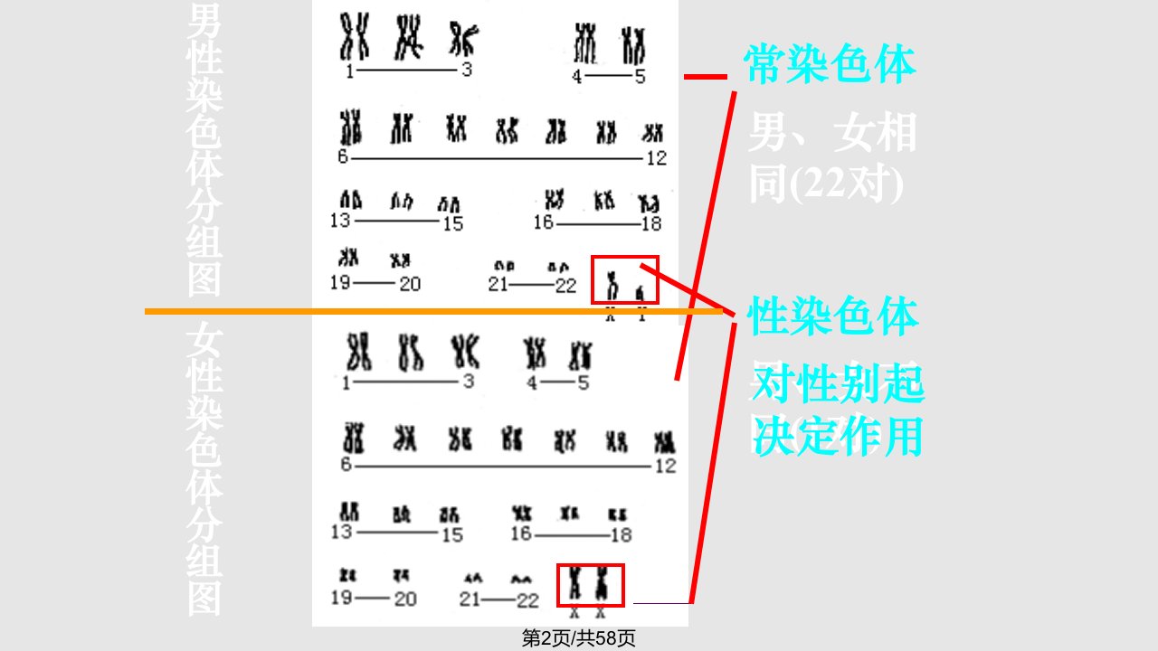 一轮复习伴性遗传