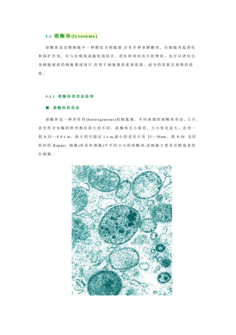 细胞生物学溶酶体