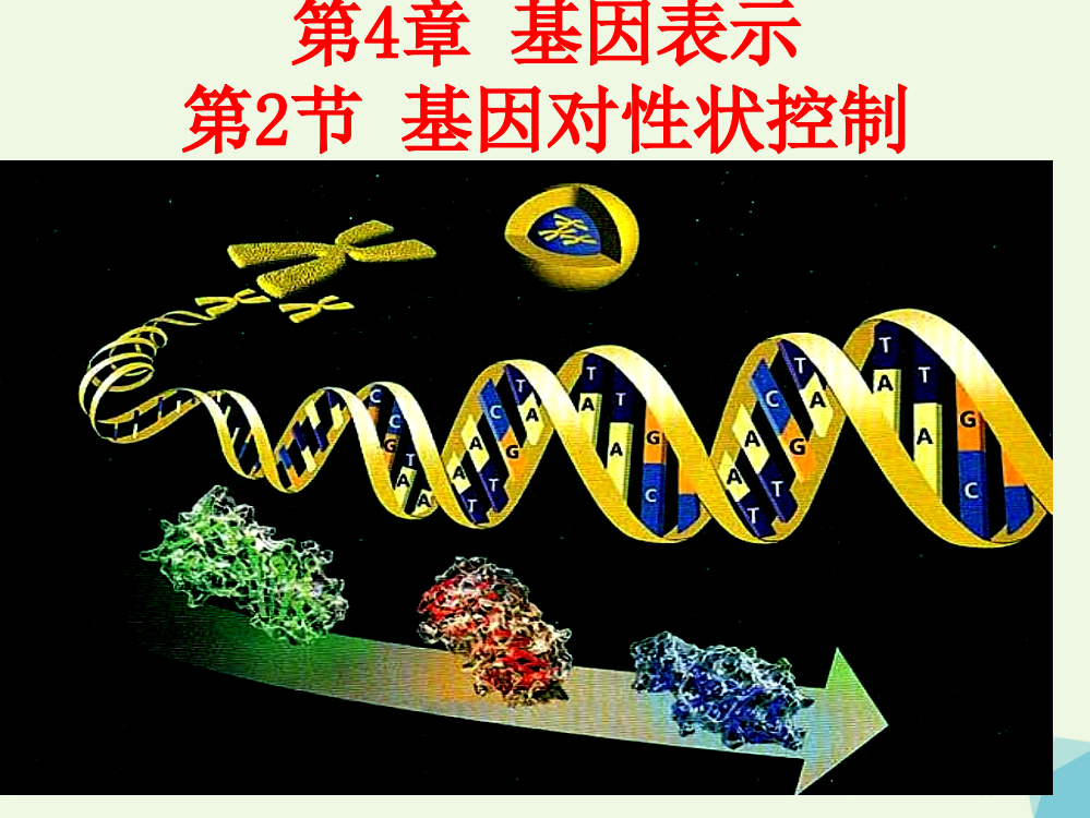 高中生物第四章基因的表达4.2基因对性状的控制PPT全国公开课一等奖百校联赛微课赛课特等奖PPT课件