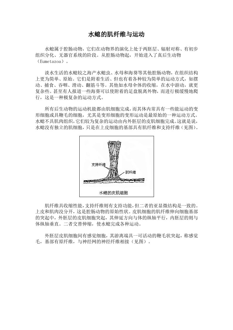 水螅的肌纤维与运动