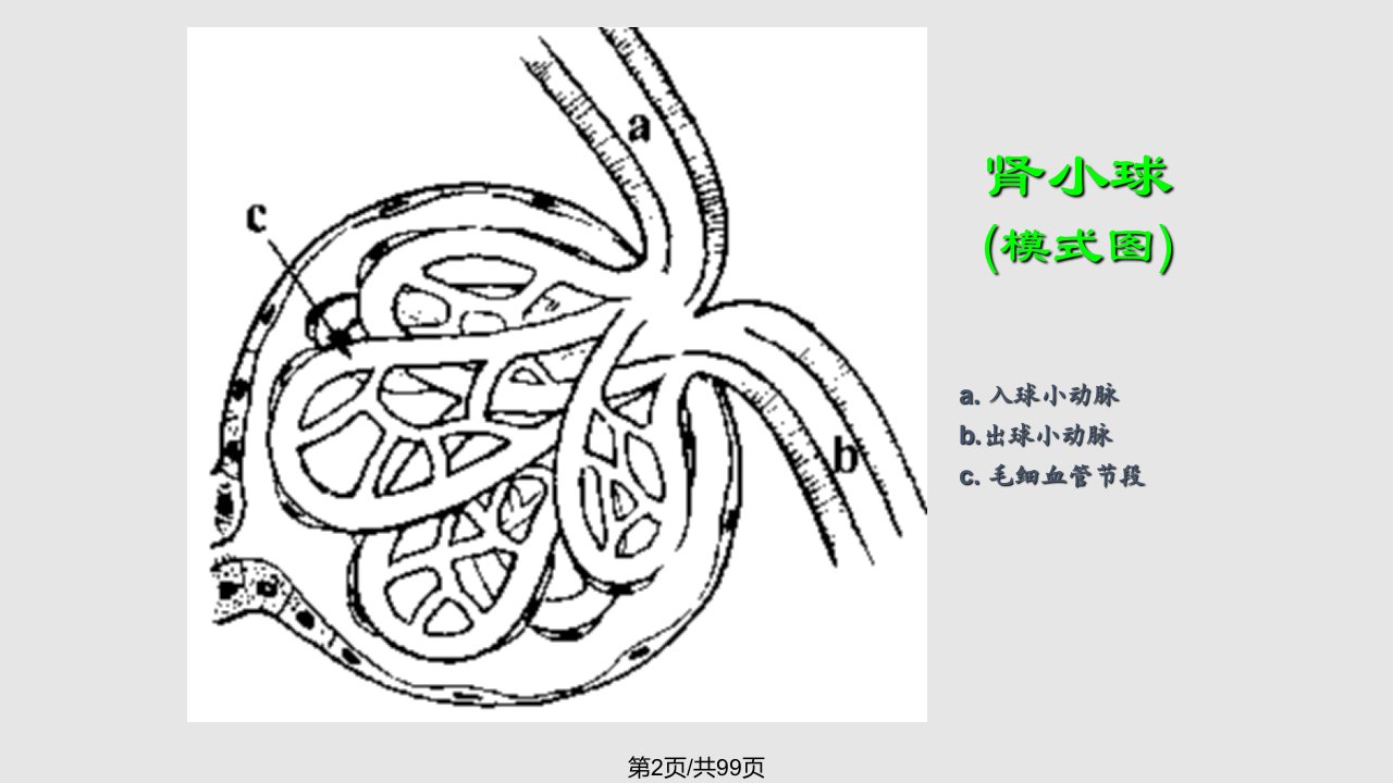 病理学泌尿系统疾病