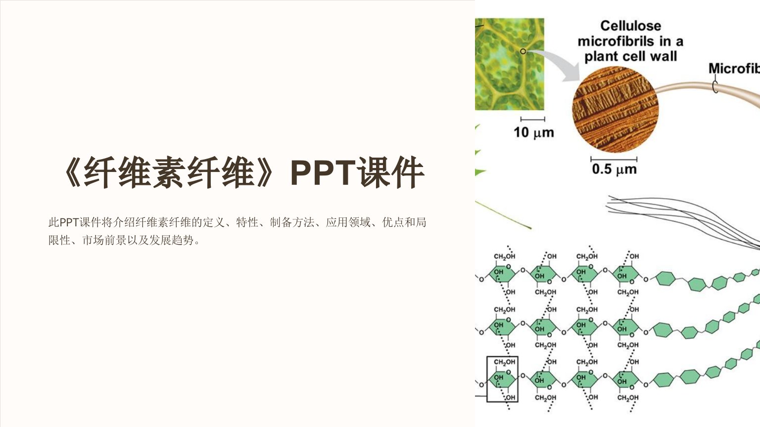 《纤维素纤维》课件