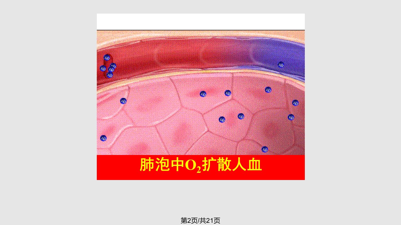 生理学呼吸系统