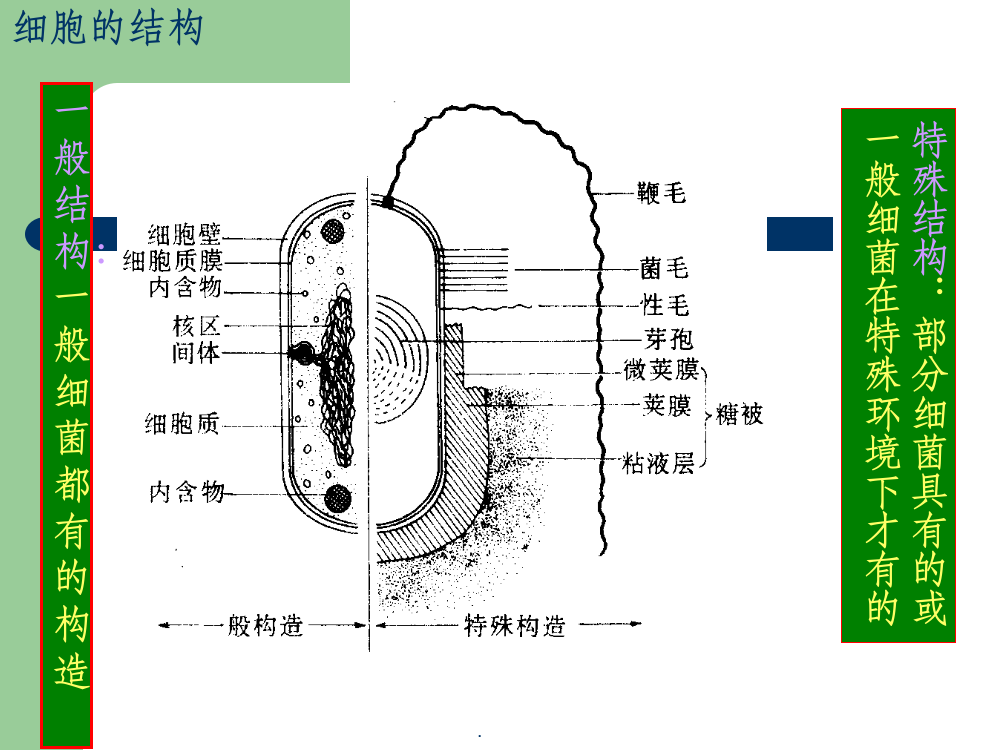 实验3-细菌的简单染色和革兰氏染色