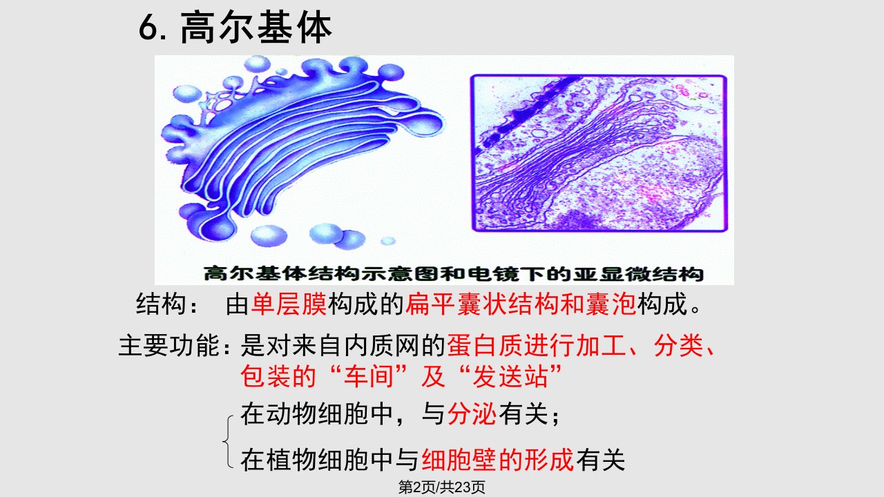 时细胞器系统内的分工合作