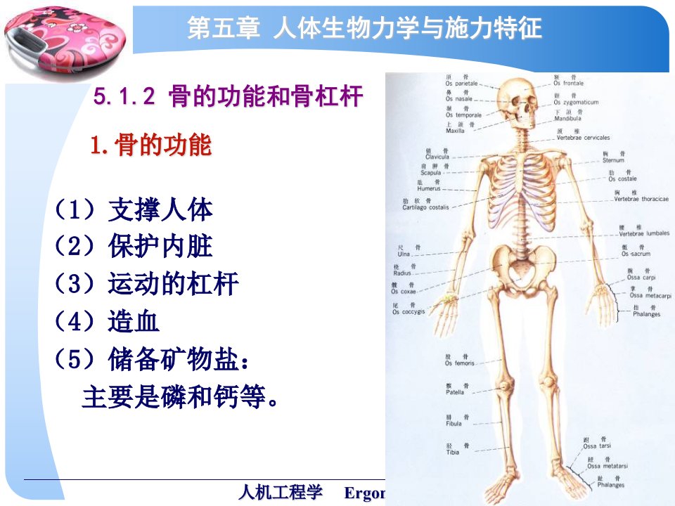 人体生物力学与施力特征