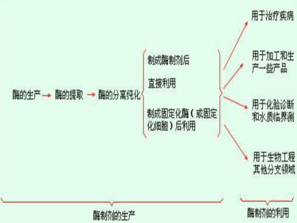 酶及细胞的固定化