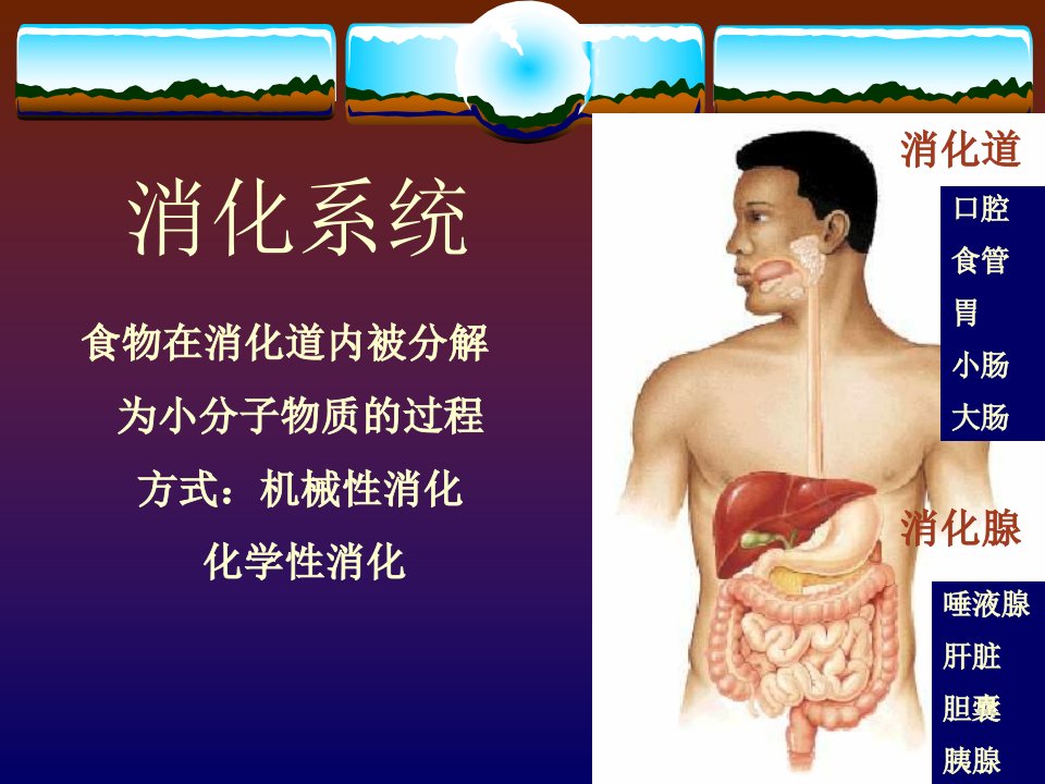 《生理学消化系统》PPT课件