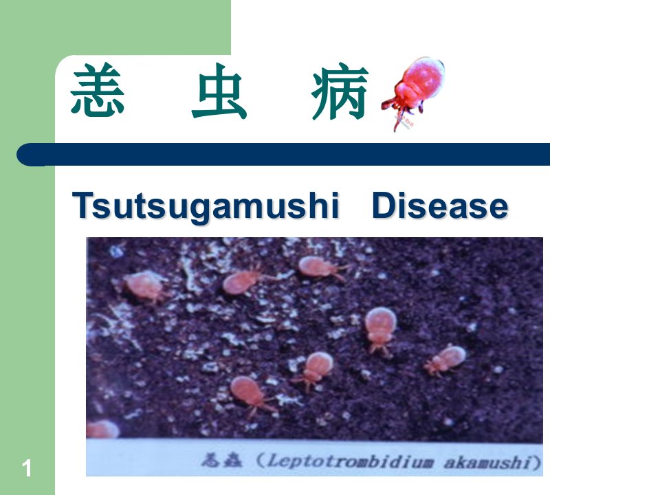 恙虫病ppt课件