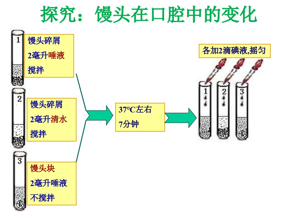 人教版七年级生物下册22消化和吸收ppt课件