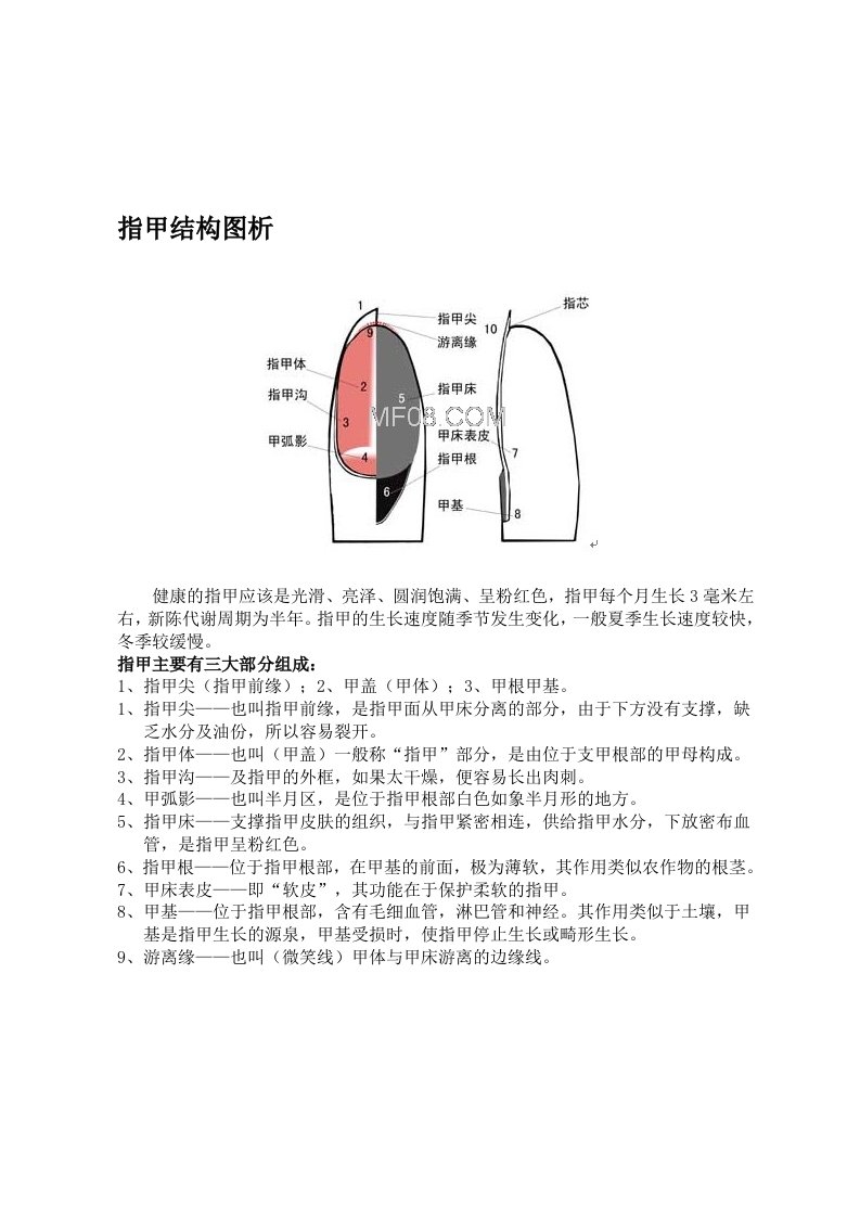 指甲结构图析