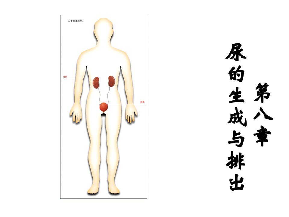 尿的生成与排出