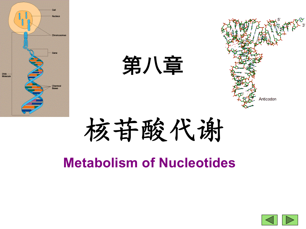 核苷酸代谢