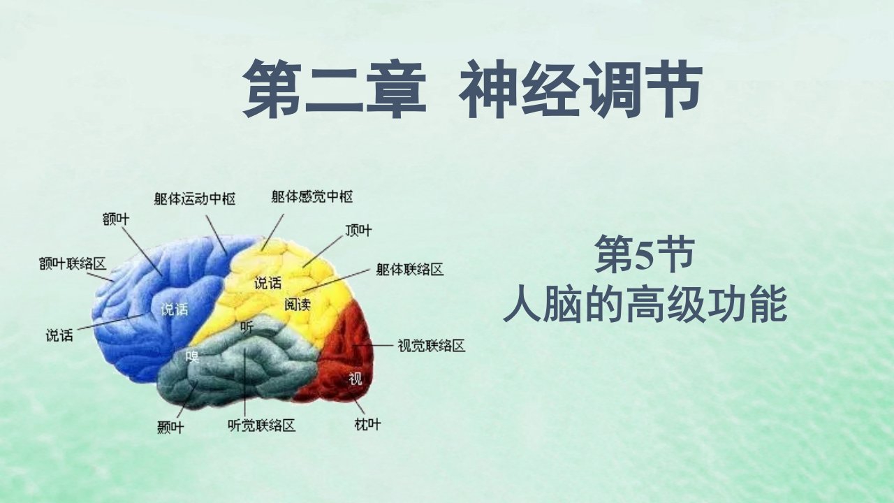 高中生物2.5人脑的高级功能课件新人教版选择性必修1