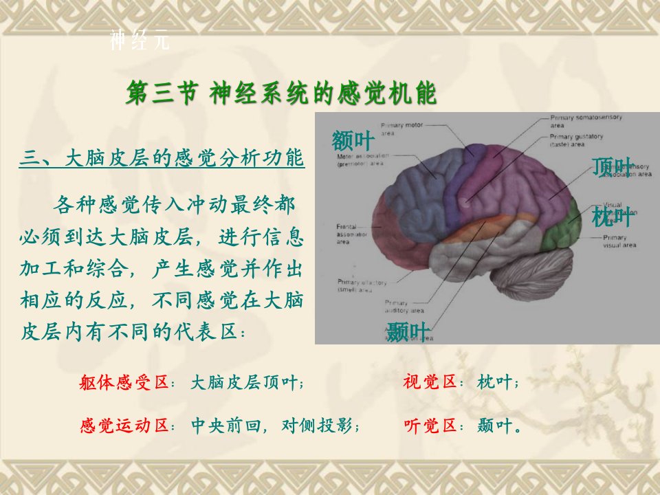 第十章神经系统下