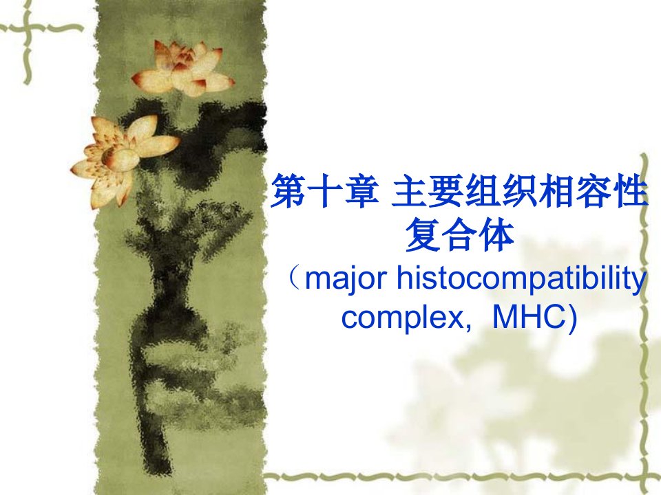 医学免疫学第六章MHC