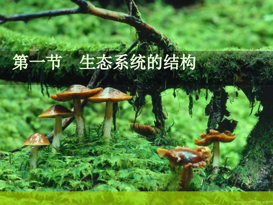 高三生物生态系统的结构