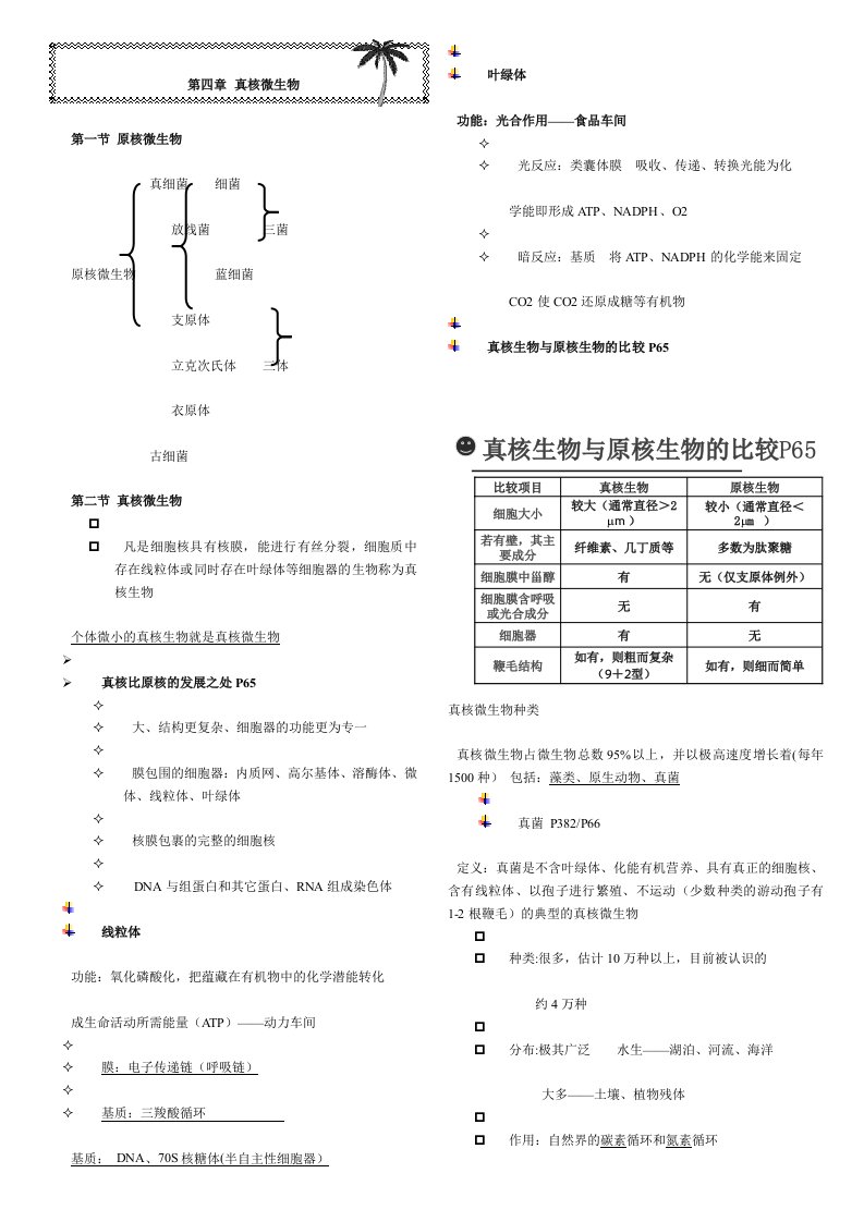 3真核微生物