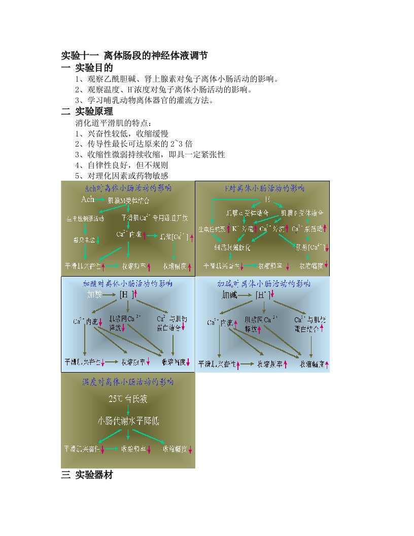 离体肠段的神经体液调节