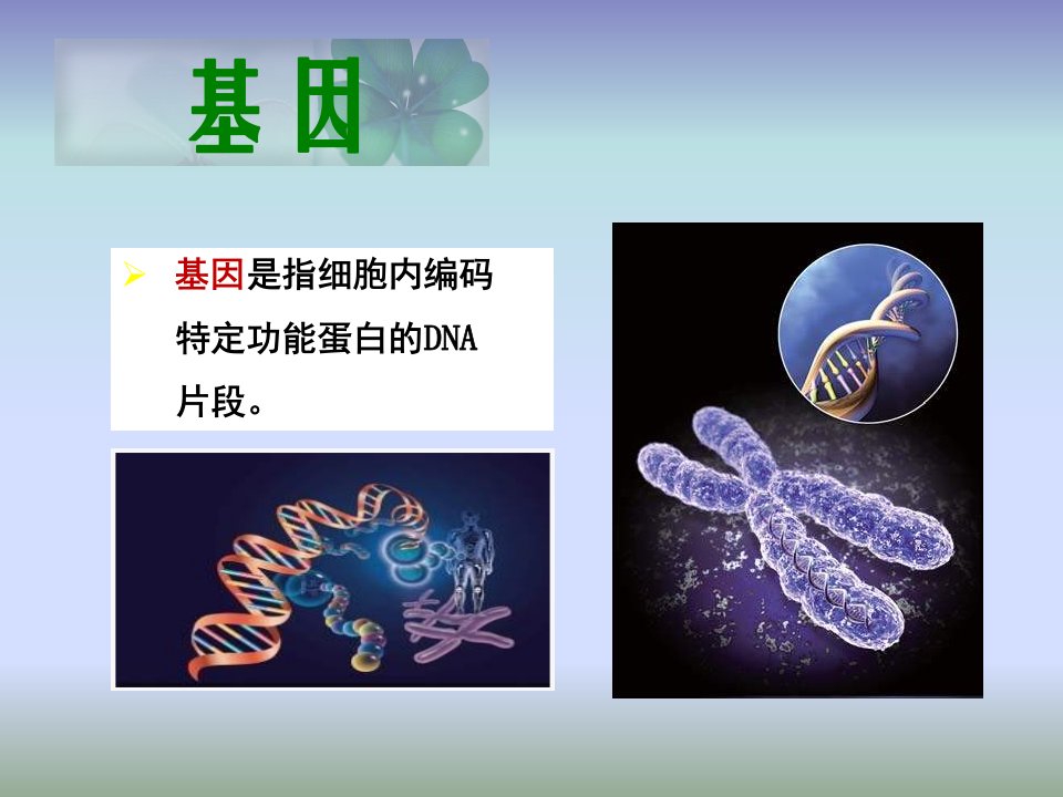 《转基因植物》PPT课件