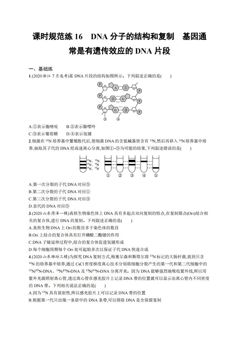 课时规范练16　DNA分子的结构和复制　基因通常是有遗传效应的DNA片段