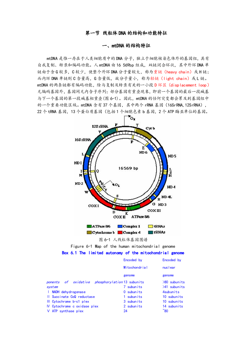 线粒体DNA的结构和功能特征