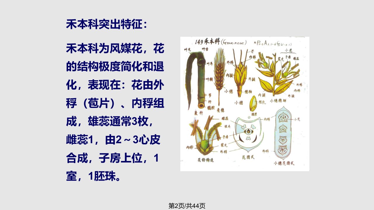 药用植物学禾本天南星百合科