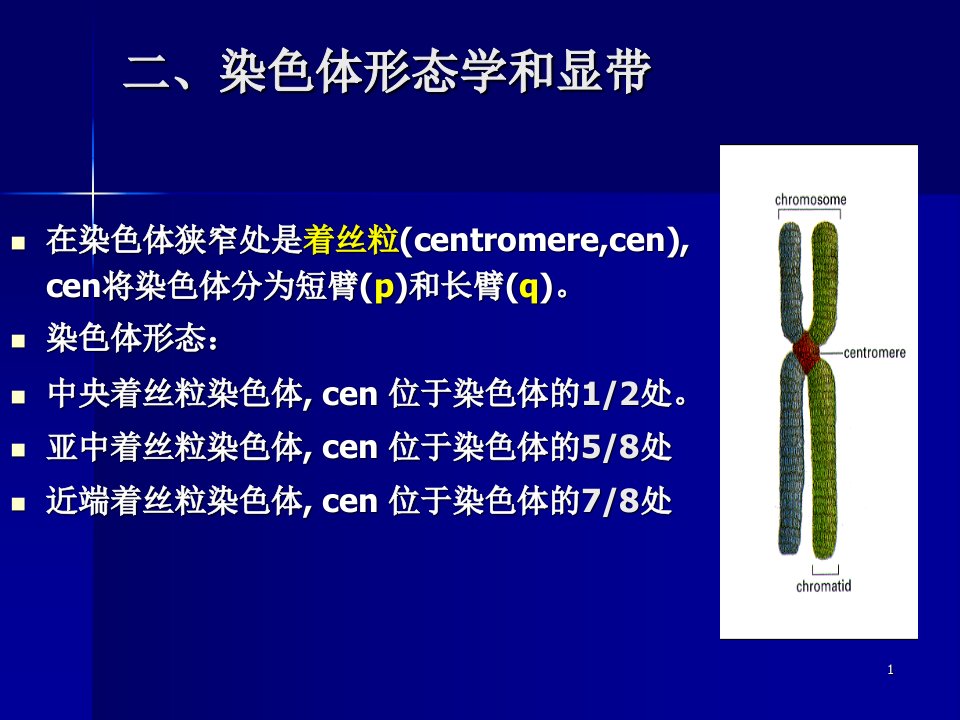 《染色体带型分析》PPT课件