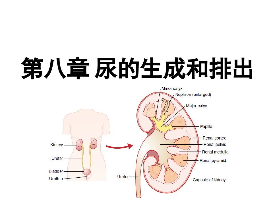 尿的生成与排出