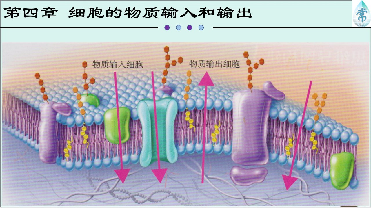 《被动运输》公开课ppt课件高生物人教版