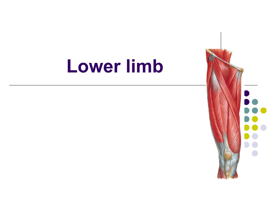 局解小腿Lowerlimb