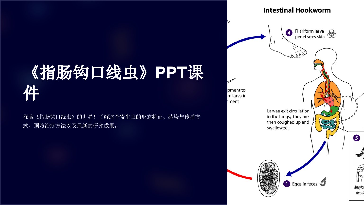 《指肠钩口线虫》课件