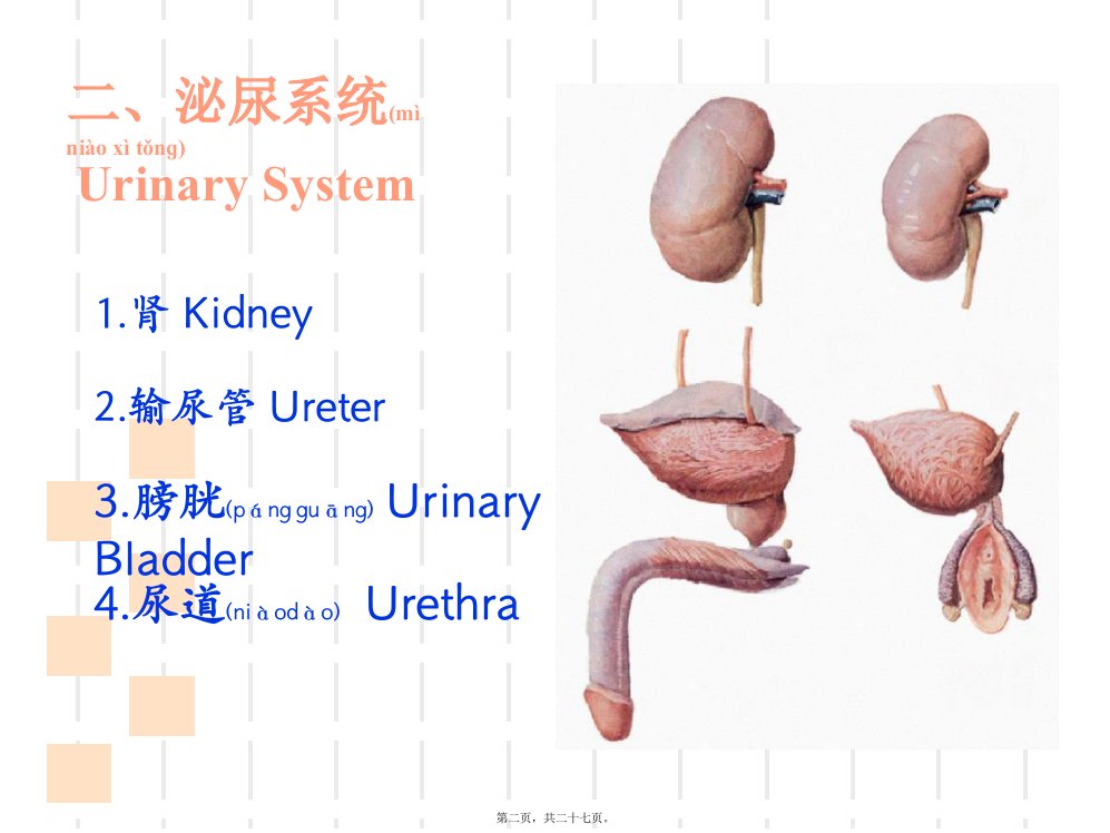 医学专题泌尿男性生殖系统