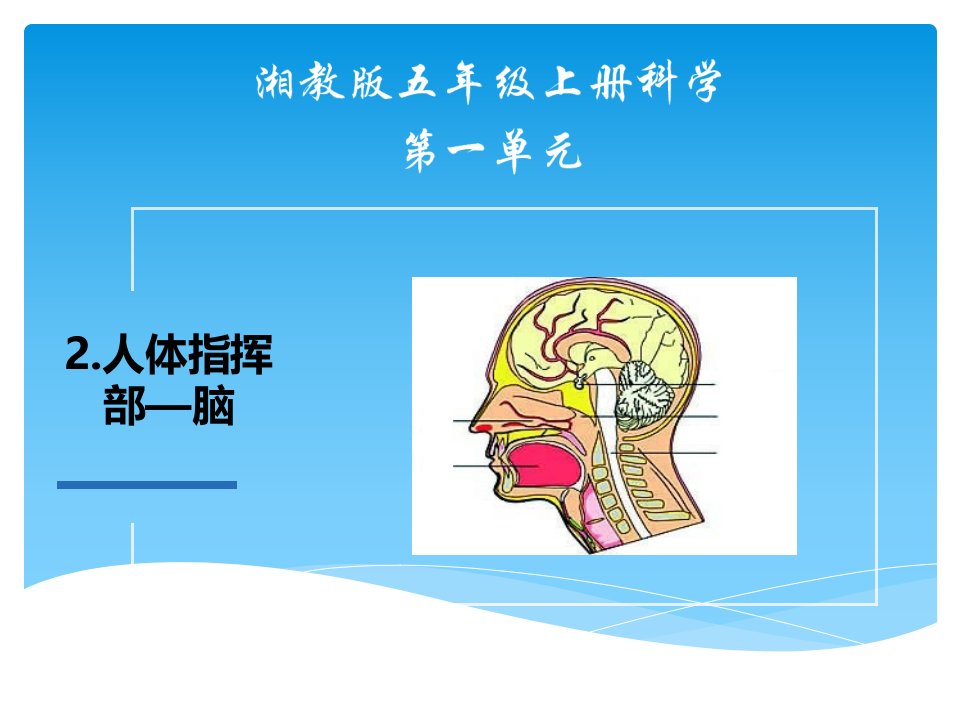 湘教版五年级科学上册第一单元2.《人体指挥部—脑》课件市公开课一等奖市赛课获奖课件