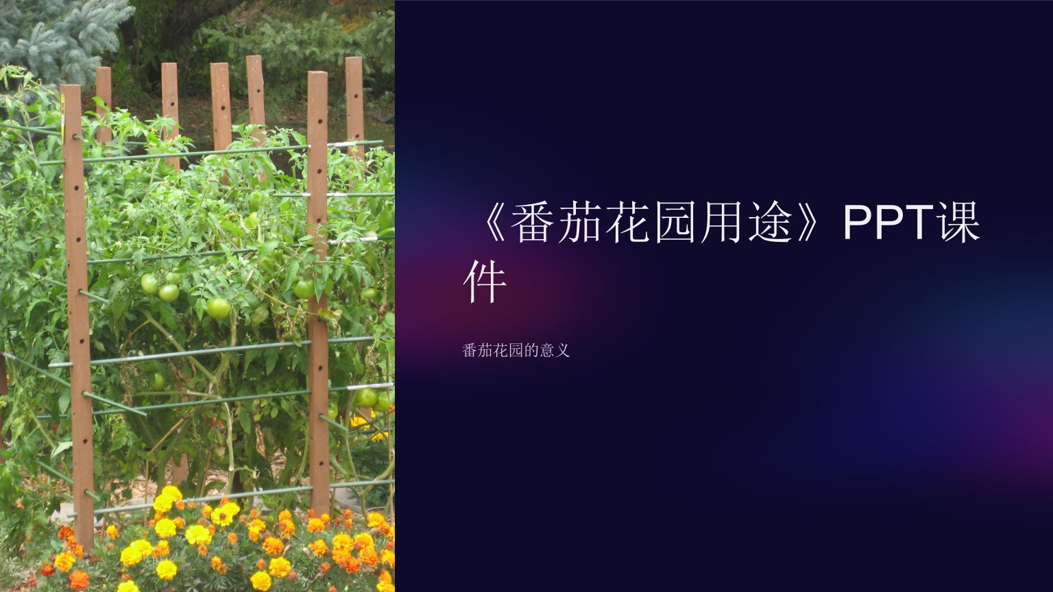 《番茄花园用途》课件