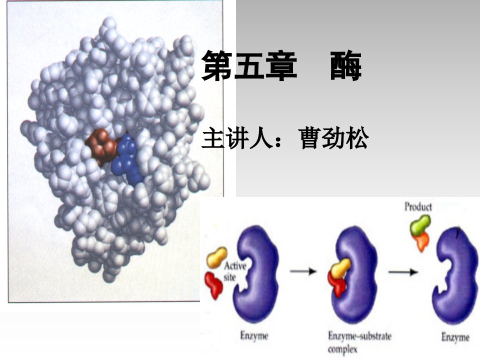 医学课件第五章酶主讲人曹劲松