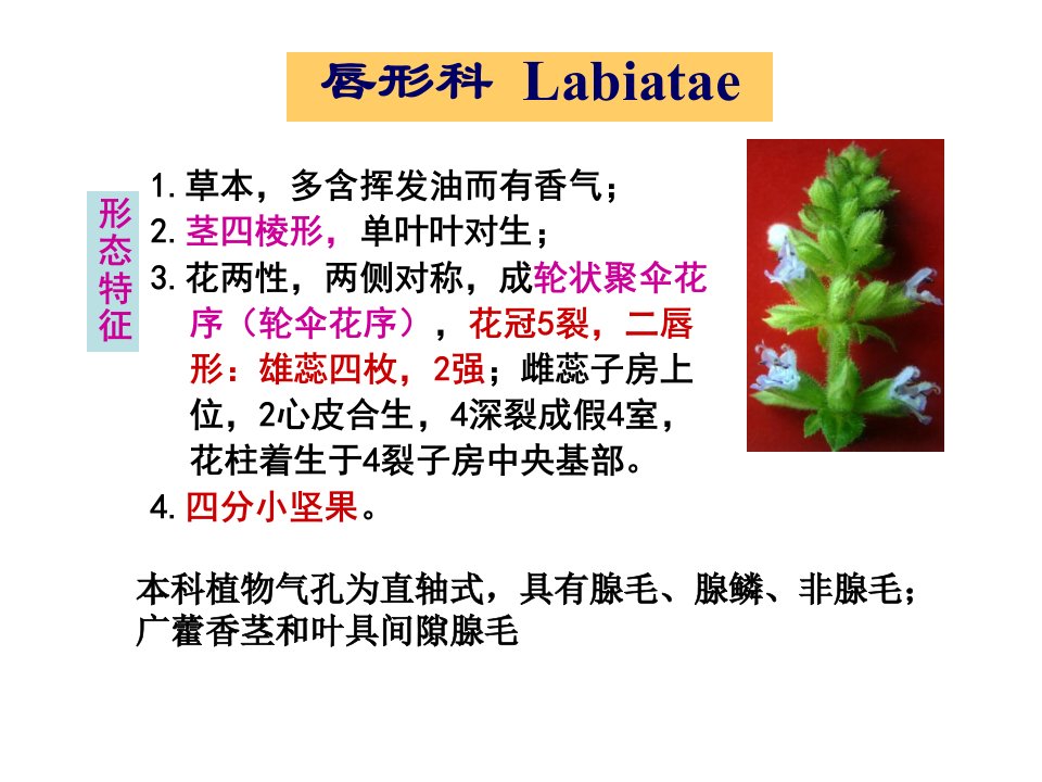 《唇型科植物完全》PPT课件