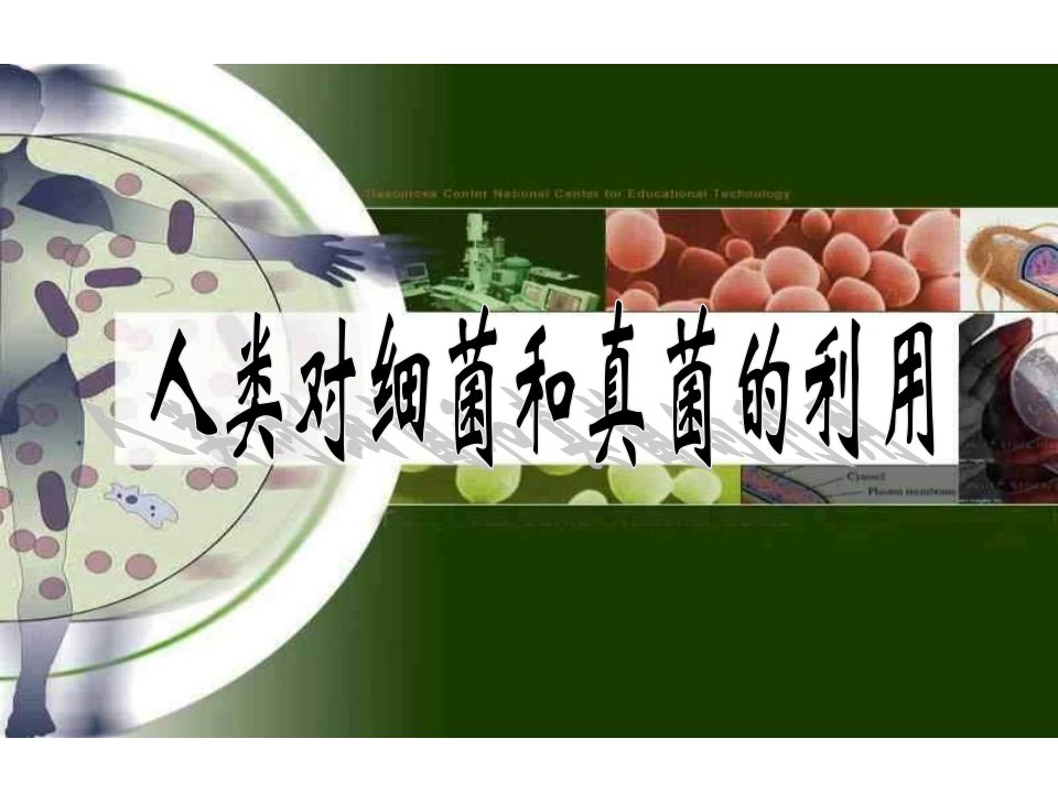 八年级生物人类对细菌真菌的利用课件