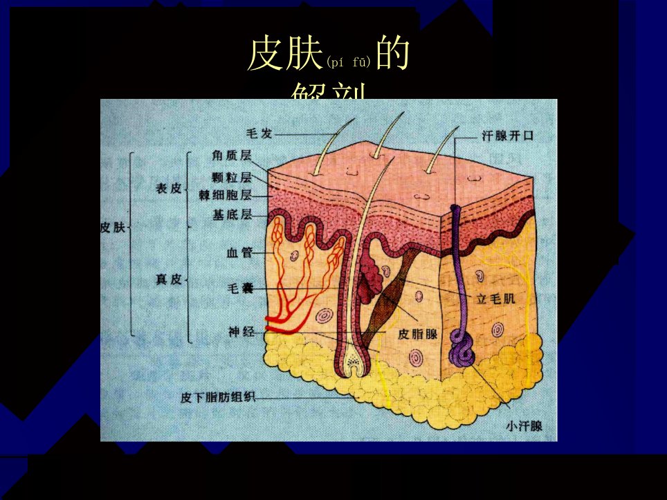 医学专题皮肤性病学总论