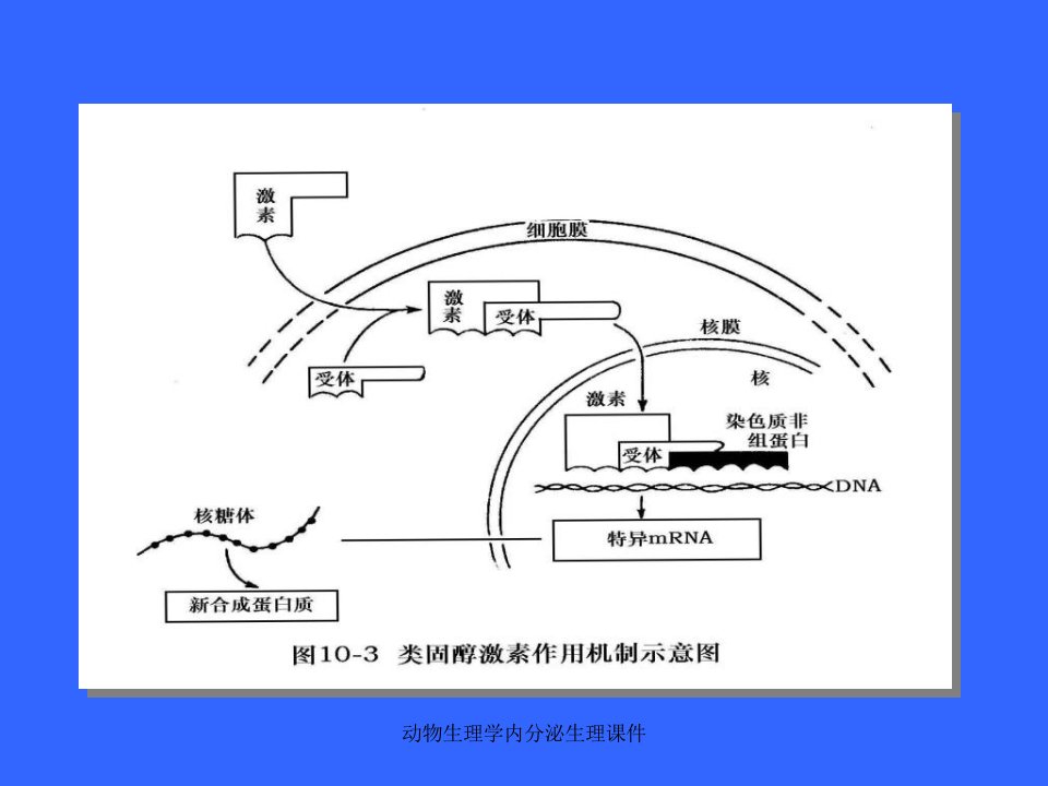 动物生理学内分泌生理课件