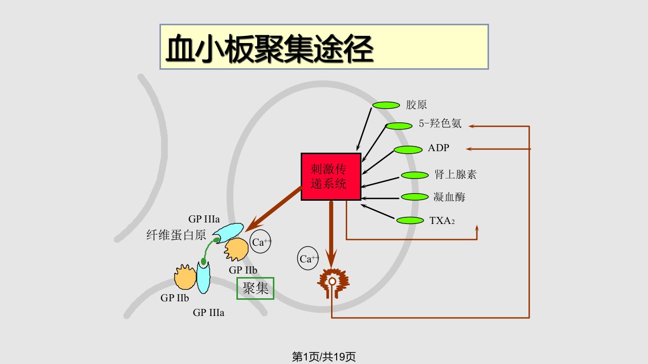 血小板聚集功能测定及临床意义PPT课件