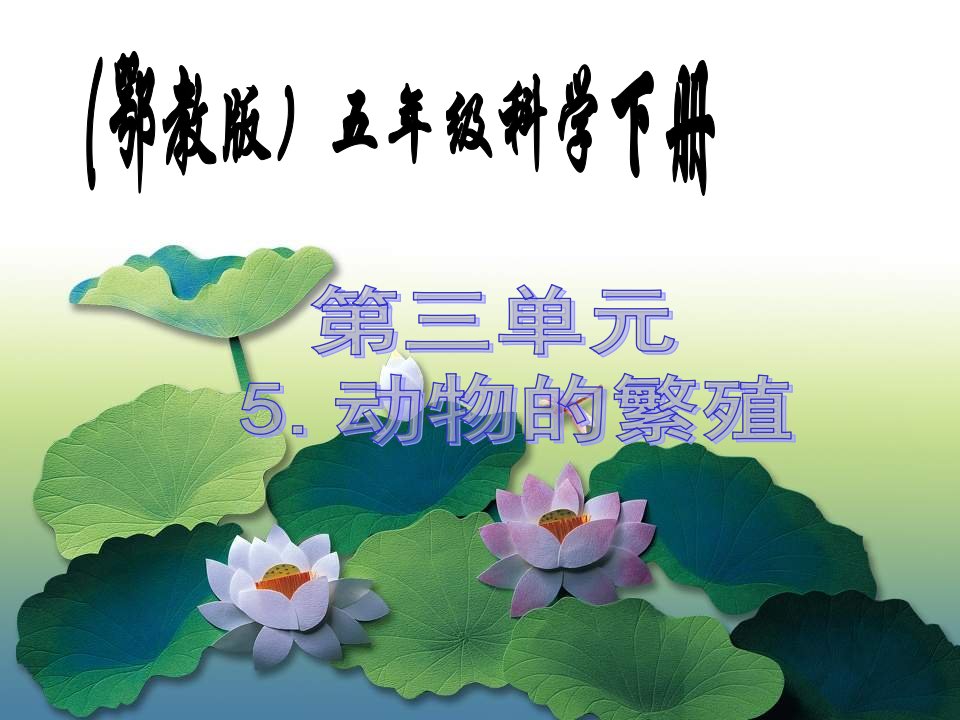 鄂教版科学五下《动物的繁殖》PPT课件2