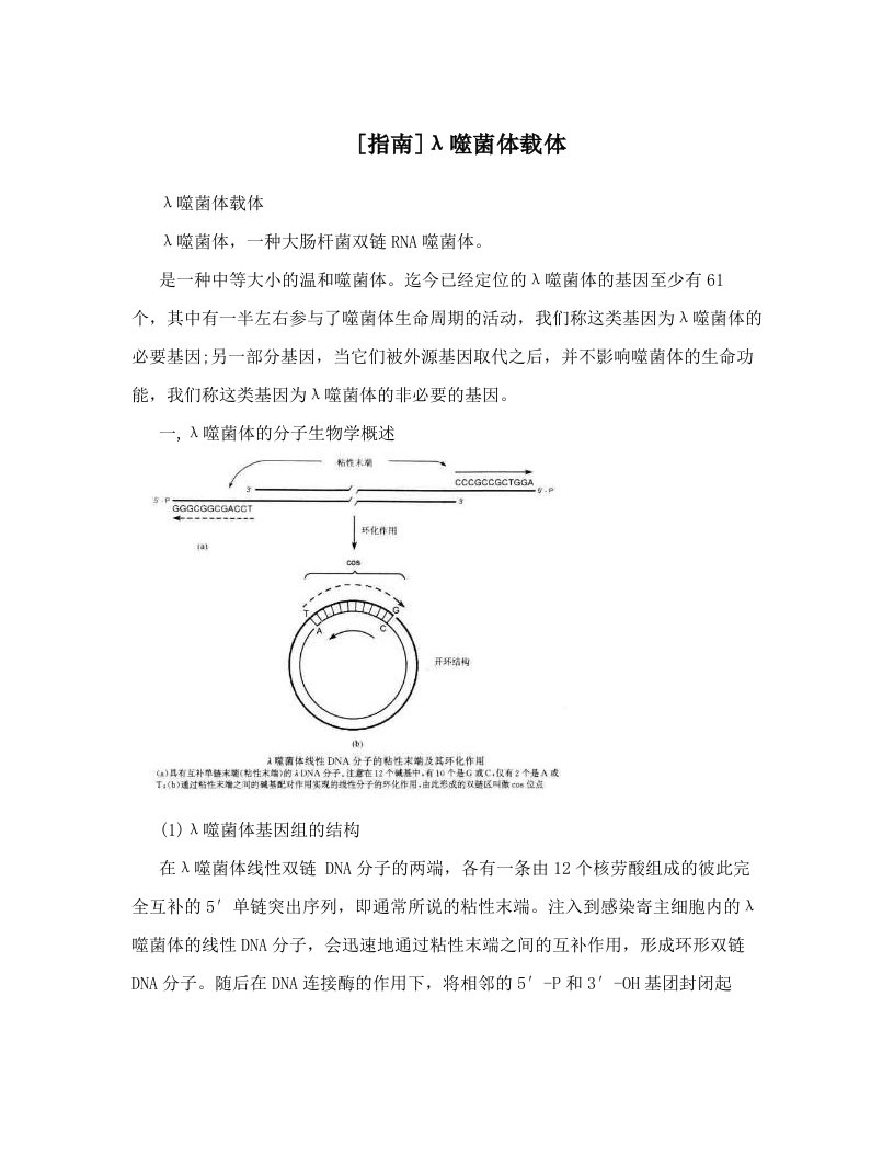 [指南]λ噬菌体载体