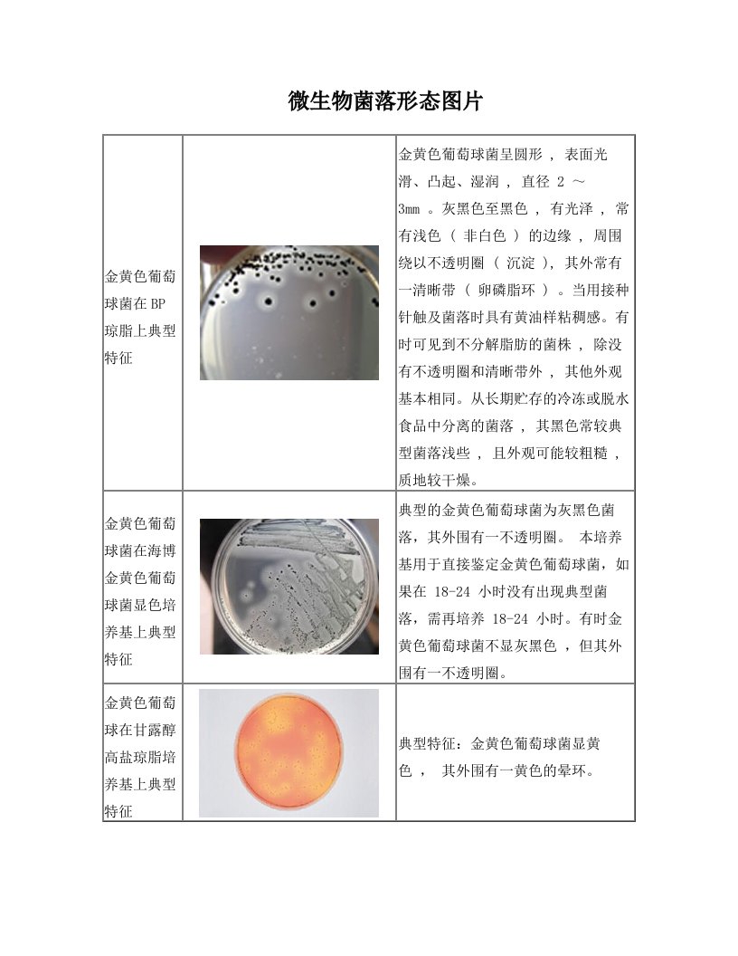 微生物菌落形态图片