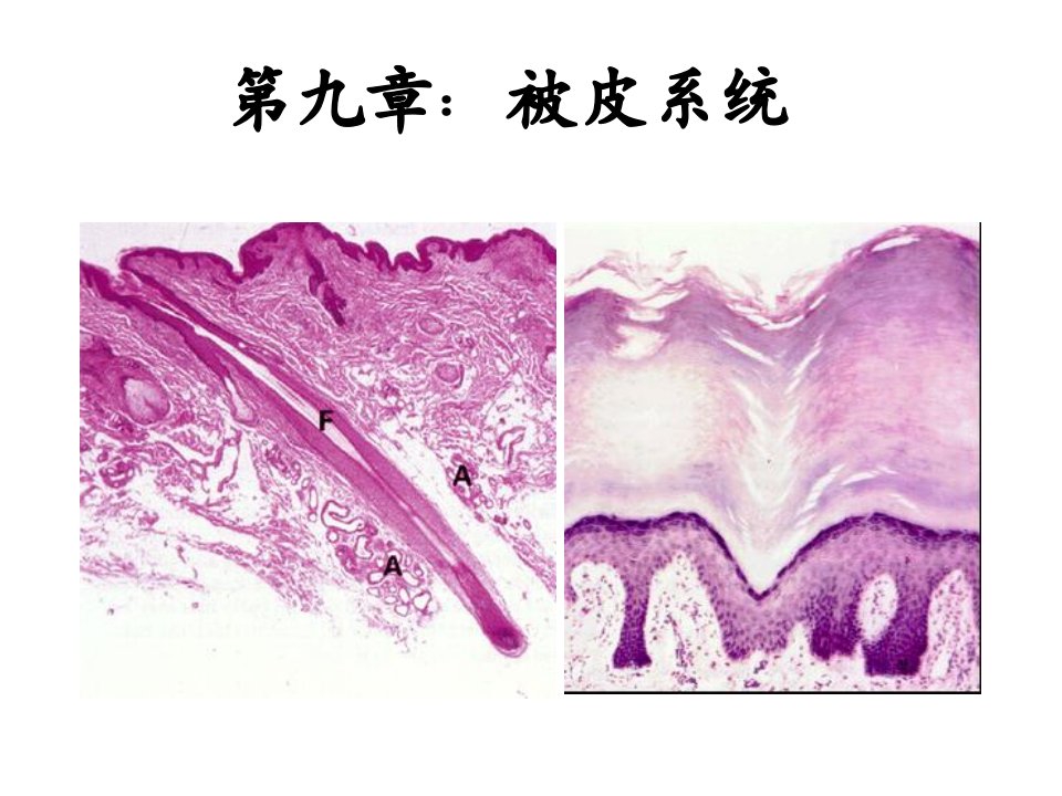 第九章皮肤动物组织胚胎学课件(1)