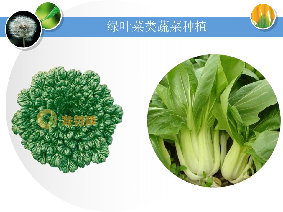 绿叶菜类蔬菜种植PPT讲座