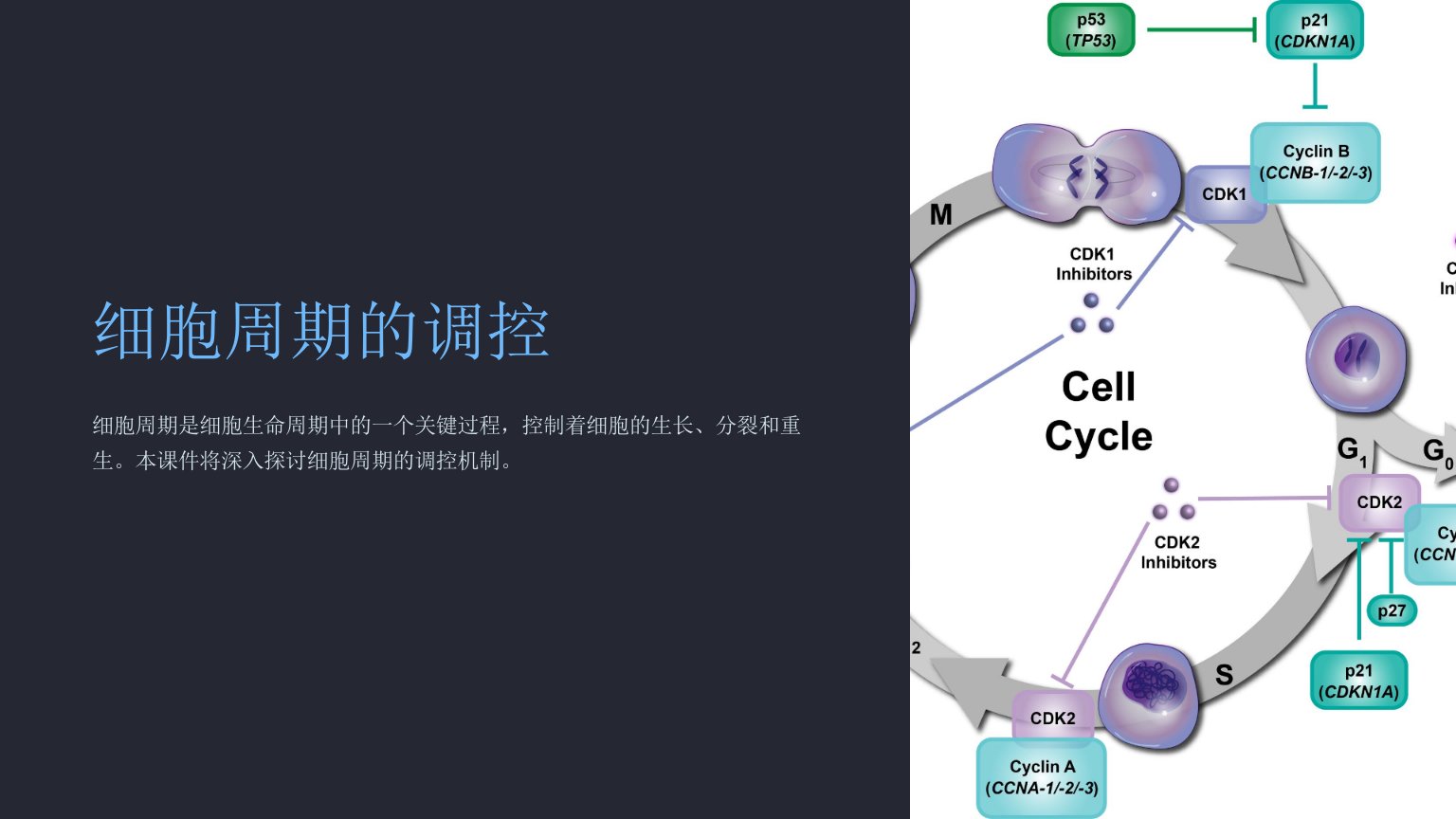 《细胞周期的调控》课件